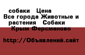 собаки › Цена ­ 2 500 - Все города Животные и растения » Собаки   . Крым,Ферсманово